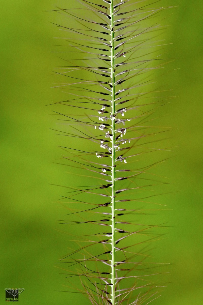 Perotis indica (L.) Kuntze